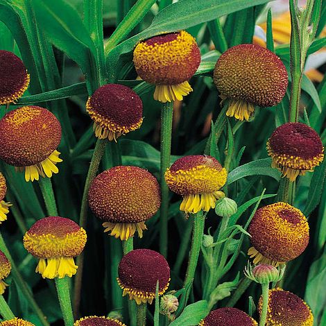 Helenium puberulum 'Autumn Lollipop'