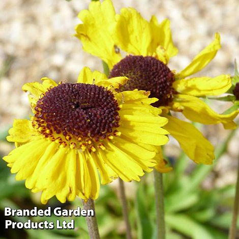 Helenium Tip Top