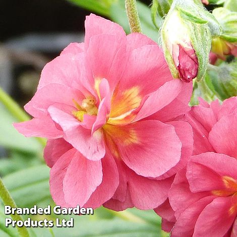 Helianthemum Cerise Queen