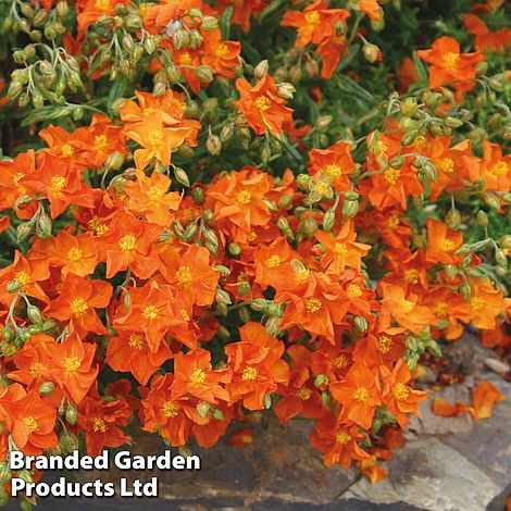 Helianthemum 'Ben Mohr'