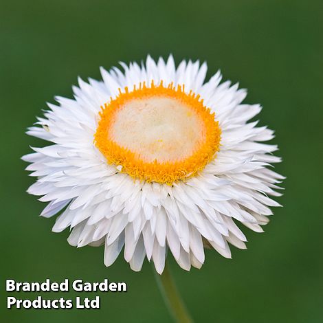 Xerochrysum bracteatum 'White'