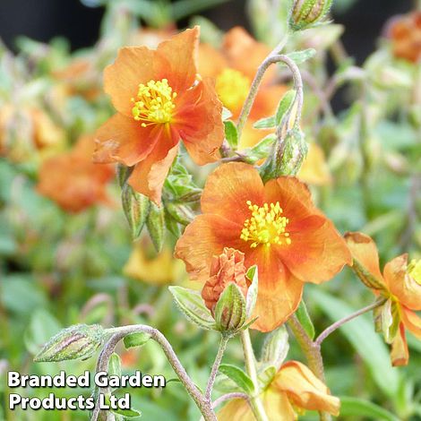 Helianthemum 'Bronze Carpet'