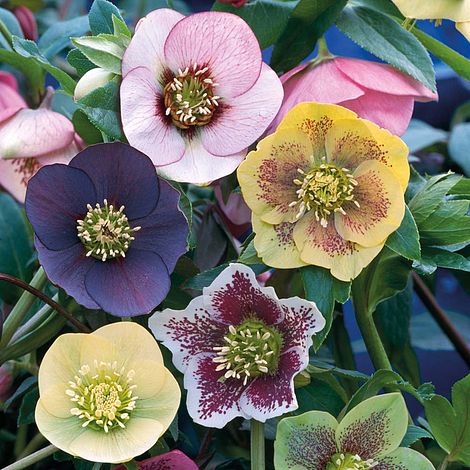 Hellebore 'Winter Flowering Hybrid Mix Improved'