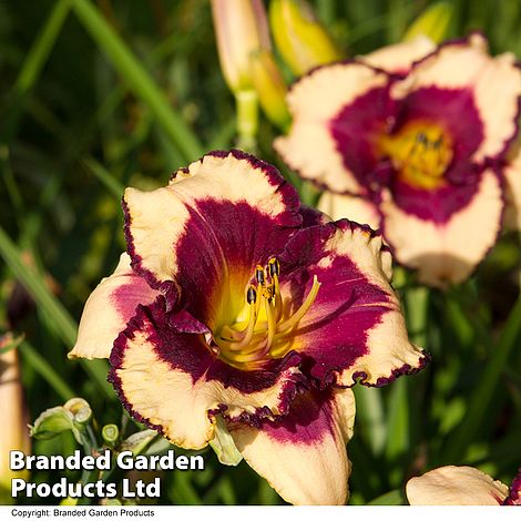 Hemerocallis 'Tropical Surprise'