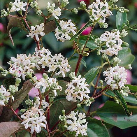 Heptacodium miconioides