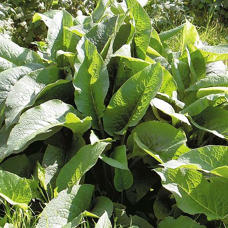 Comfrey