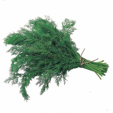 Dill 'Bouquet'