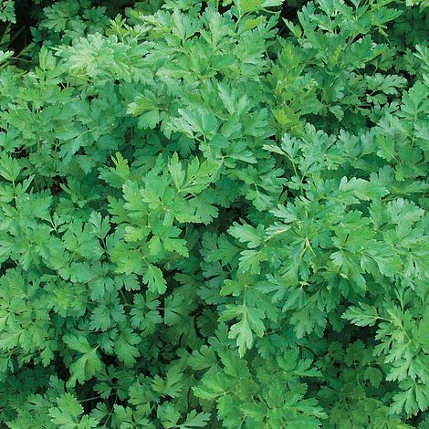 Parsley 'Laura'