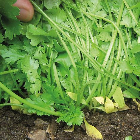 Coriander 'Calypso'