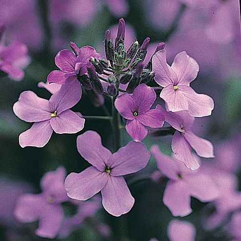 Hesperis matronalis