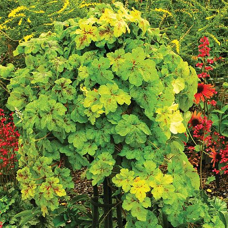 Heucherella 'Yellowstone Falls'