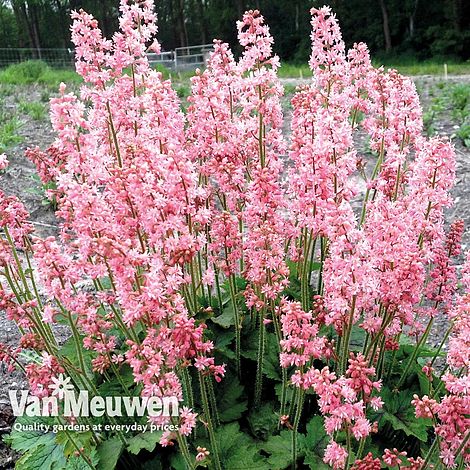 Heucherella 'Pink Revolution'