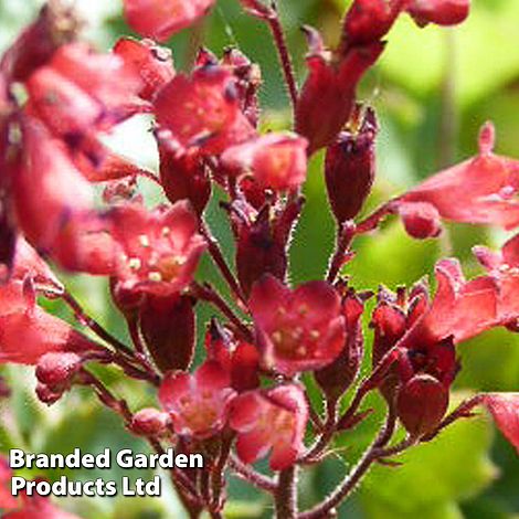 Heuchera sanguinea