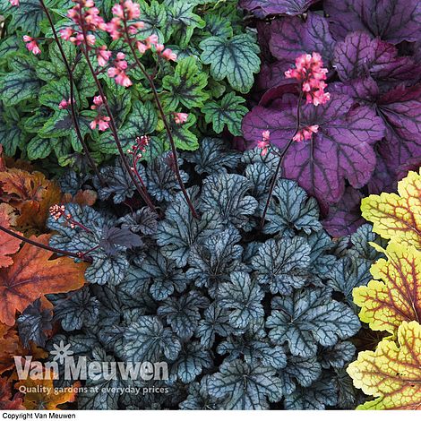 Heuchera 'Mosaic'