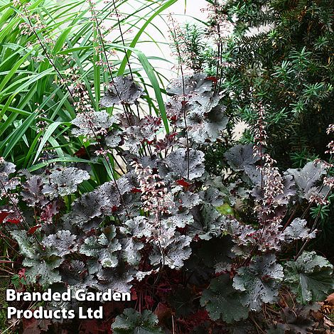 Heuchera 'Dark Secret'