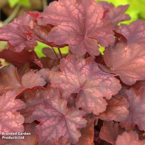 Heuchera 'Fire Chief'