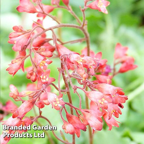 Heuchera Firefly 1 Litre Pot x 1