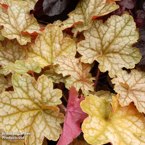 Heuchera 'Ginger Ale'
