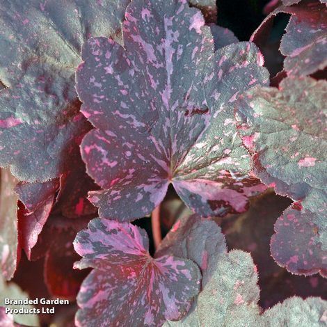 Heuchera 'Midnight Rose'