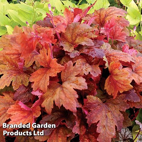 Heucherella Trailing Sweet Tea