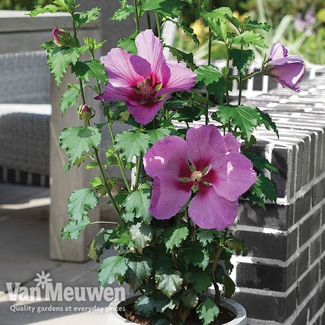 Hibiscus ‘Walberton’s® Rose Moon’