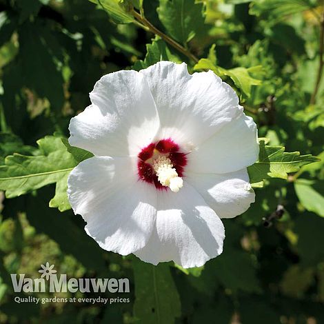 Hibiscus syriacus 'Red Heart'