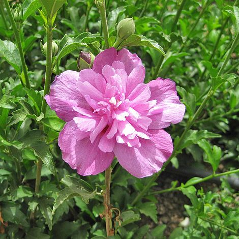 Hibiscus syriacus 'Purple Ruffles'