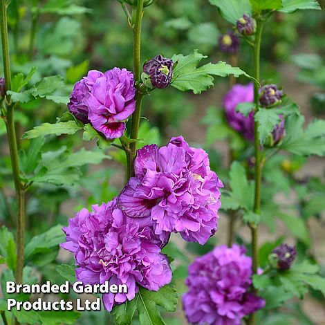 Hibiscus syriacus 'French Cabaret Purple'