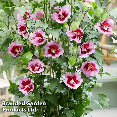 Hibiscus 'Flower Tower Purple'