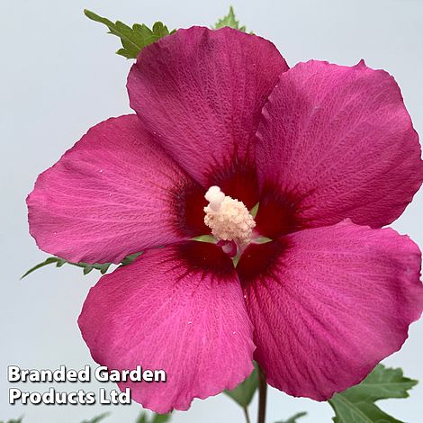 Hibiscus 'Flower Tower Ruby'