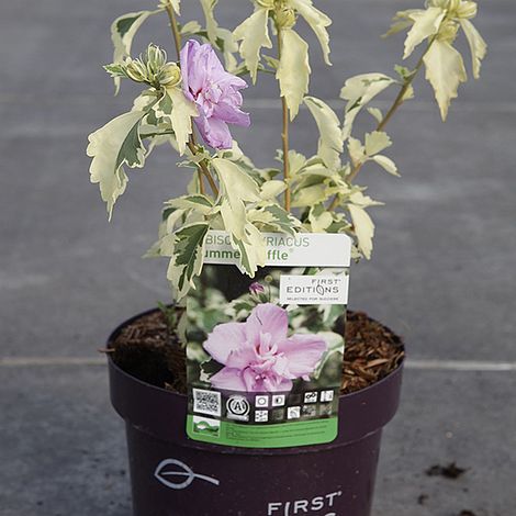 Hibiscus syriacus Summer 'Ruffle'