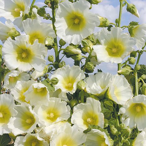 Hollyhock 'Halo White'