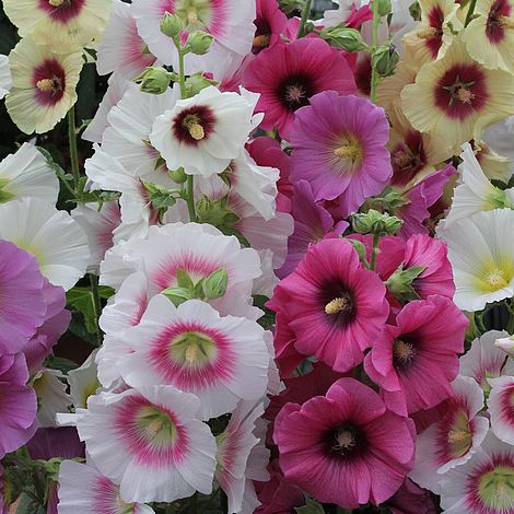 Hollyhock 'Good Golly Miss Holly'