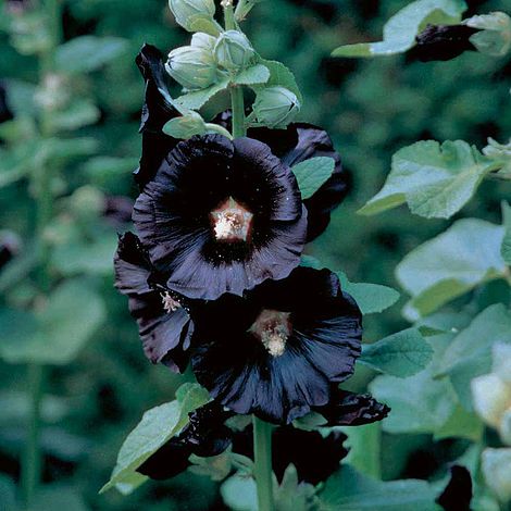 Hollyhock 'Nigra'