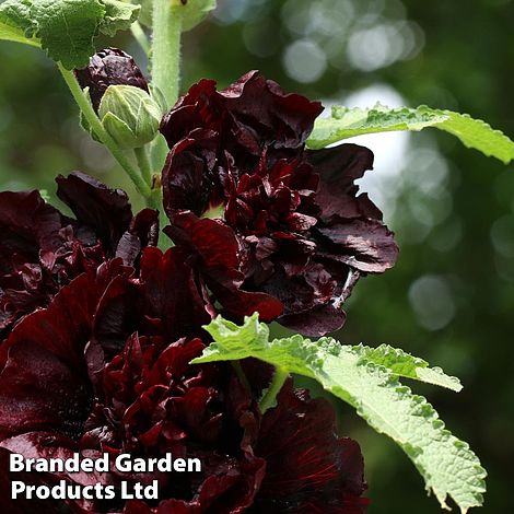 Hollyhock 'Chater's Chestnut Brown'