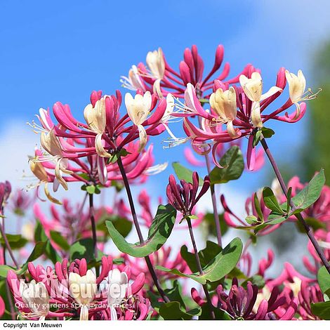 Honeysuckle 'Belgica'