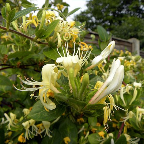 Honeysuckle 'Scentsation'