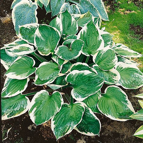 Hosta 'Minuteman'