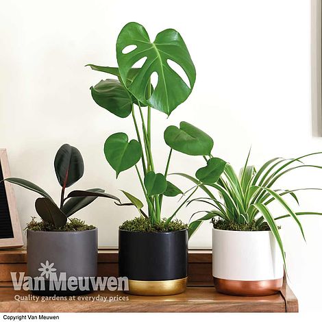 House Plant Urban Jungle Collection (House Plant)