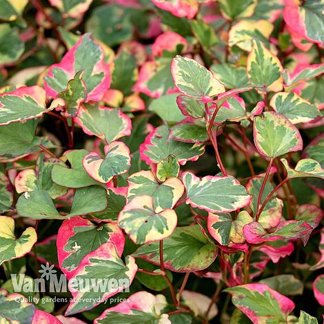 Houttuynia cordata 'Chameleon'