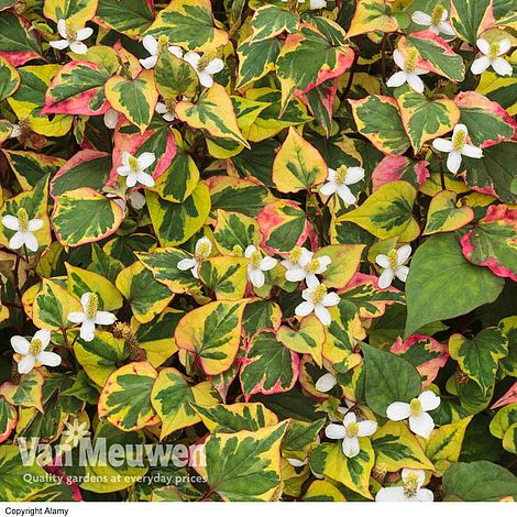 Houttuynia cordata 'Chameleon'