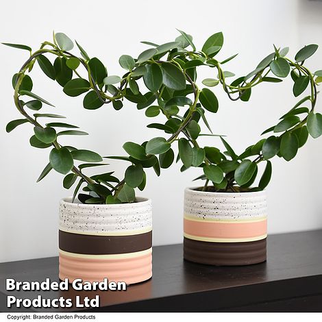 Heart-Shaped Hoya carnosa in Decorative Ceramic Pot