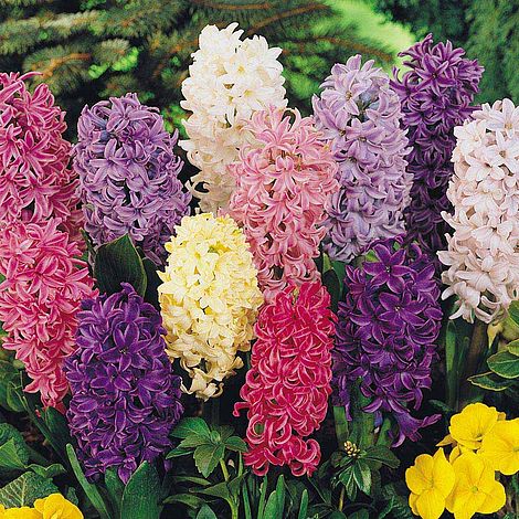 Hyacinth 'Pagoda Mix'