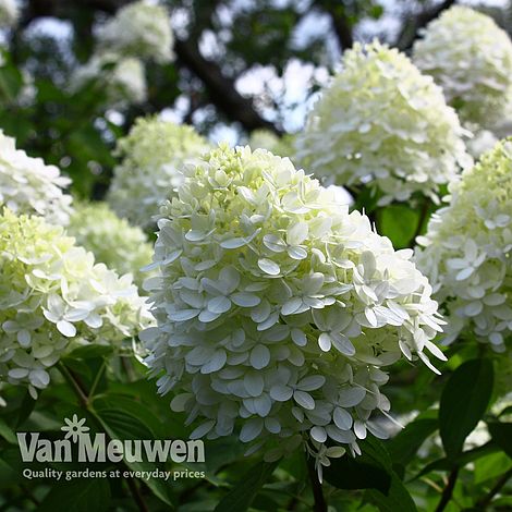 Hydrangea paniculata 'Limelight'