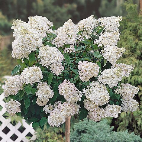 Plant in a Box - Hydrangea paniculata 'Grandiflora' - Set de 4