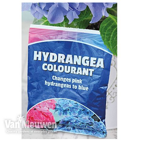 Hydrangea Colourant