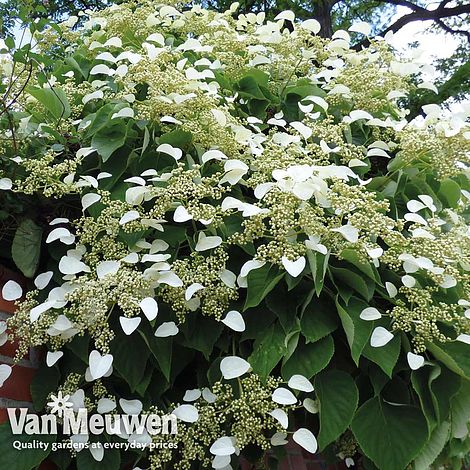 Hydrangea petiolaris