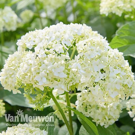 Hydrangea arborescens 'Annabelle'