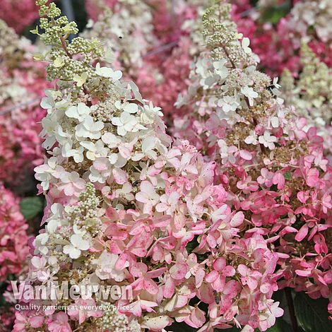 Hydrangea paniculata 'Pinky Winky'