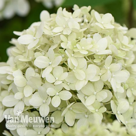 Hydrangea paniculata 'Bobo'